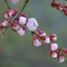 札幌も咲きました　梅の花