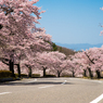 安住の桜園