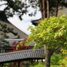 新緑の東福寺2
