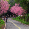 台北的山櫻花