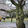 古木の桜