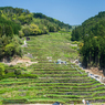 石積みの棚田