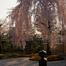 夕暮れの枯山水・・・枝垂れ桜