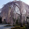 夕暮れの枯山水・・・枝垂れ桜　Ⅱ