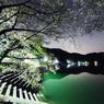 夜桜