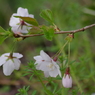 桜色・いろいろ-3