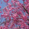 桜色・いろいろ-5