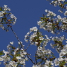 桜色・いろいろ-6