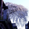明保野亭　枝垂れ桜　Ⅲ