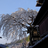 明保野亭　枝垂れ桜　Ⅵ