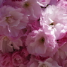 子安堂の桜-5