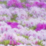 花舞台
