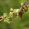 緑の桜-3