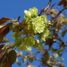 緑の桜-5
