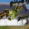 緑の桜-6