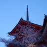 夜桜ライトアップ