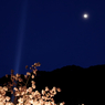 夜桜ライトアップ　Ⅱ