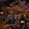 夜桜ライトアップ　Ⅲ