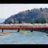 桧木内川堤（角館）4