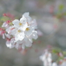 桜 11