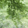 Green Wind