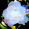 081＿いつくしみ
