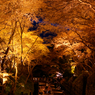 夜桜と階段と