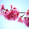 141＿華 1