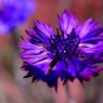 野に咲く花