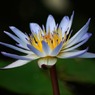165＿女神の花