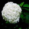 202_白い紫陽花