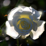 256_ROSE (2)