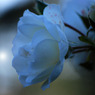 257_ROSE (3)