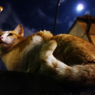 月見猫