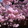 桜色-子安堂の八重桜