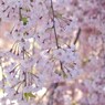 桜色-八重紅枝垂れ