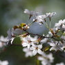 桜色-山桜1