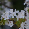 桜色-山桜2