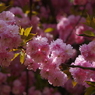 桜色-八重桜1