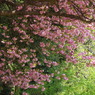桜色-八重桜2