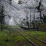 春の散歩道