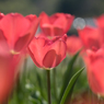 Red tulip