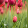 red tulip
