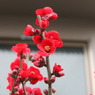 梅？桃？の花