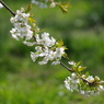 さくらんぼの花-4