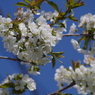 さくらんぼの花-5