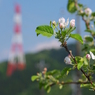 リンゴの気持ち