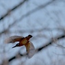 逆光でのカワセミ飛翔-2