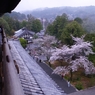 鳩の気分