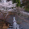 鳩の気分　Ⅳ